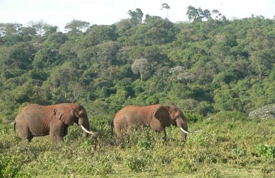 Aberdare National Park