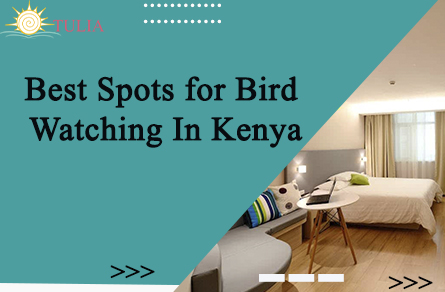 Best Spots for Bird Watching In Kenya