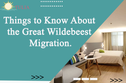 Things to Know About the Great Wildebeest Migration