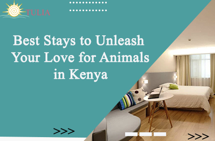 Best Stays to Unleash Your Love for Animals in Kenya